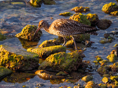 Numenius phaeopus