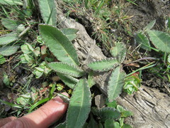 Cirsium dissectum