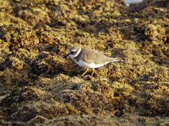 Charadrius hiaticula