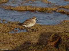 Pluvialis squatarola