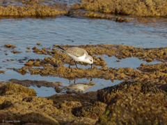 Calidris alba