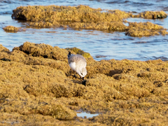 Calidris alba