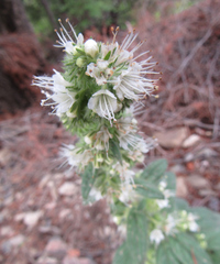 Phacelia heterophylla