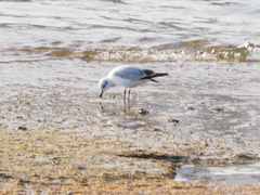 Ichthyaetus melanocephalus