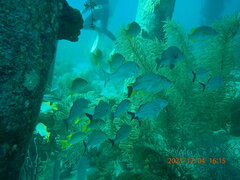 Haemulon carbonarium