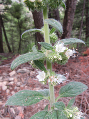 Phacelia heterophylla