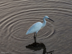 Egretta garzetta