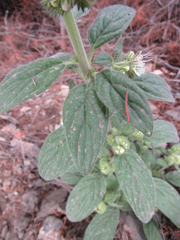 Phacelia heterophylla