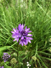 Dichelostemma congestum