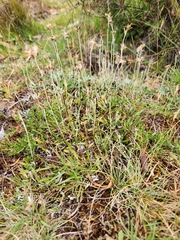 Argyrotegium poliochlorum