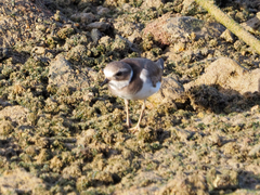 Charadrius hiaticula