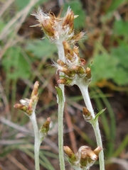 Argyrotegium poliochlorum
