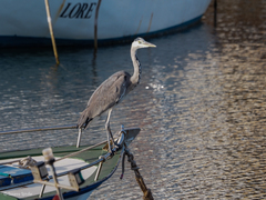 Ardea cinerea