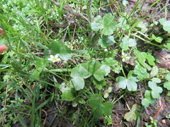 Ranunculus omiophyllus