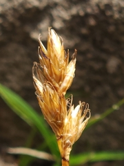 Carex leporina