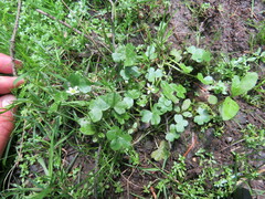 Ranunculus omiophyllus