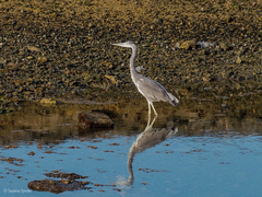 Ardea cinerea