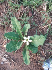 Jaborosa runcinata