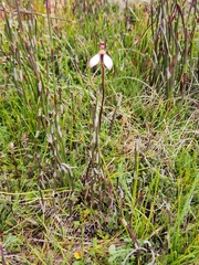 Eriochilus cucullatus