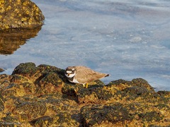 Charadrius hiaticula