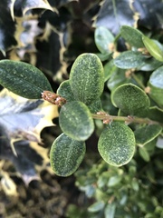 Eurytetranychus buxi