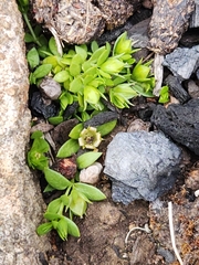 Stellaria multiflora