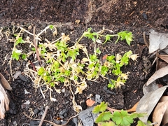 Stellaria multiflora