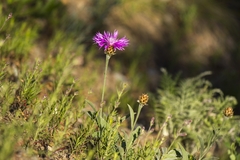 Psephellus sibiricus