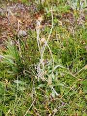 Argyrotegium poliochlorum