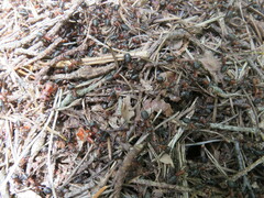Formica polyctena × rufa