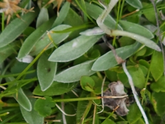 Argyrotegium poliochlorum