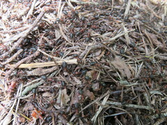 Formica polyctena × rufa