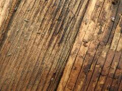 Entomobrya unostrigata