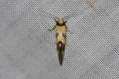 Olbonoma triptycha