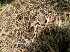Formica polyctena × rufa