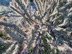Cylindropuntia acanthocarpa