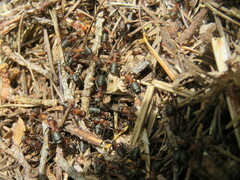 Formica polyctena × rufa