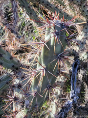 Cylindropuntia acanthocarpa
