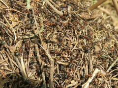 Formica polyctena × rufa