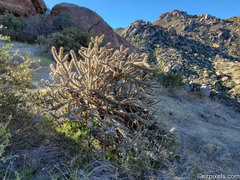 Cylindropuntia acanthocarpa