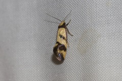 Olbonoma triptycha