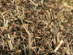 Formica polyctena × rufa