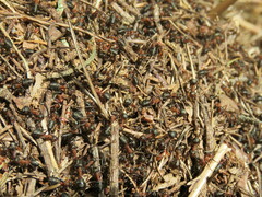 Formica polyctena × rufa