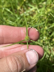Cyperus sphaeroideus