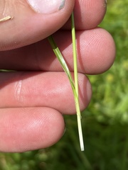 Cyperus sphaeroideus