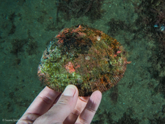 Spondylus senegalensis