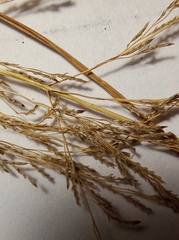Eragrostis albensis
