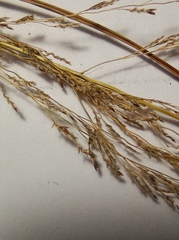 Eragrostis albensis