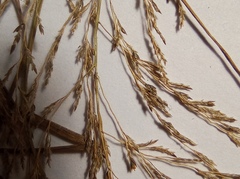 Eragrostis albensis