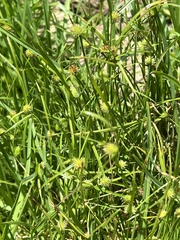 Cyperus sphaeroideus